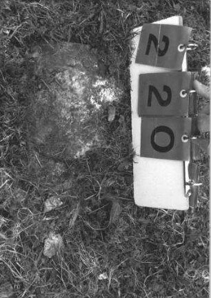 Grabstein 220 (Index: 99785987) Zustand: umgestürzt und zugewachsen Besonderheit: keine Maßangaben: Grabstein 220