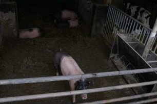 Ställe mit Schweinen