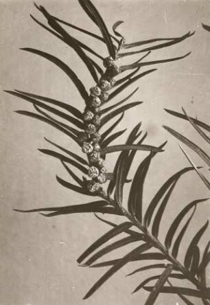 Europa. Eibe (Taxus), männlicher Blütenzweig