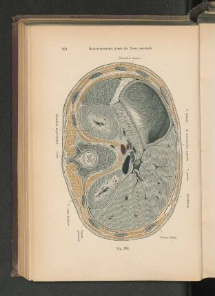 Fig. 292. Horizontalschnitt durch die Bursa omentalis.