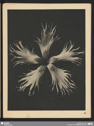 Dianthus plumarius - Federnelke (8mal vergrößert)