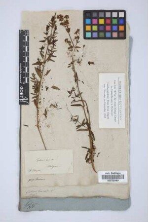 Galium boreale L.