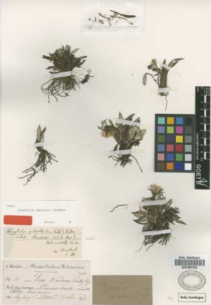 Leria mandonii Sch.Bip. [type]