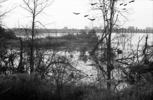 Taubergießen: Rheinwald; Naturschutzgebiet