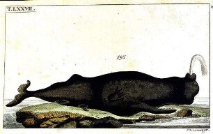 Wal