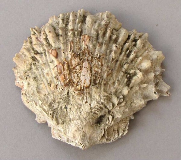 Spondylus shell