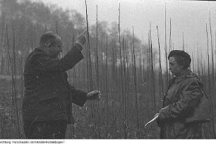 Pirna, Graupa. Reportage - Landwirtschaft, Dezember 1953