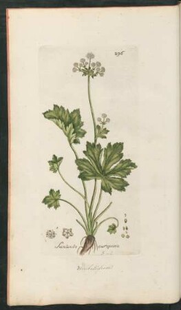 296. Sanicula europaea