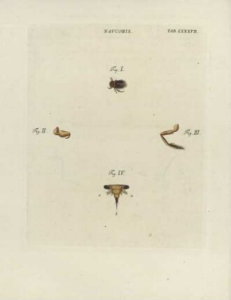 Tab. LXXXVII.