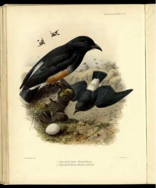 Chelidoptera Tenebrosa. [bis] Chelidoptera Brasiliensis.