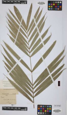 Phoenix spinosa