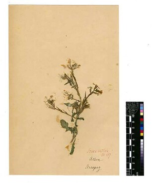 Cruciferae Eruca sativa Lamarck, Jean-Baptiste Pierre Antoine de Monet de (1744 - 1829) [Athen]