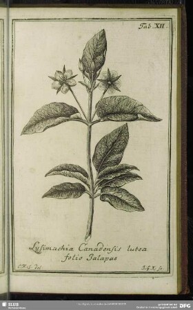 Tab. XII. Lysimachia Canadensis lutea folio Jalapae
