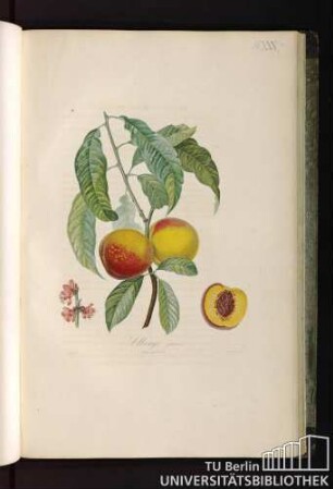 Pl. XXX. Alberge jaune.