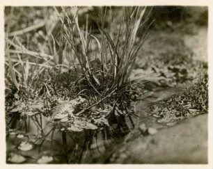 Rotbauchunke : Rotbauchunke (Bombina bombina Linnaeus), auch Tieflandunke oder Feuerkröte genannt (Terrarientier).