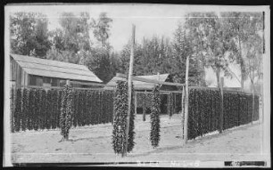 Chillies Drying