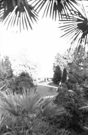 Mainau, Insel Mainau: Palmen, Durchblick auf See