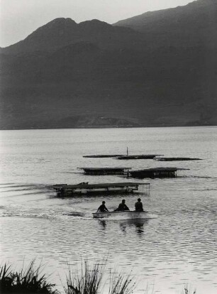 Austernbänke in Killary Harbour