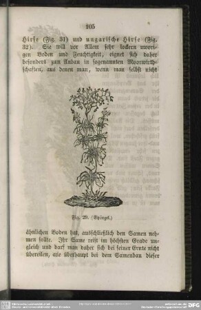 Fig. 29 (Spörgel)
