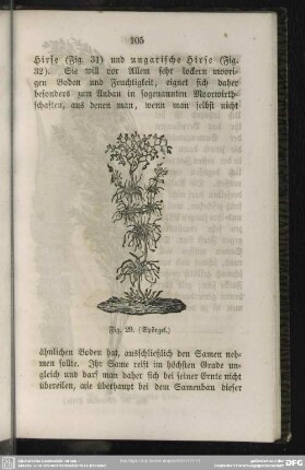 Fig. 29 (Spörgel)