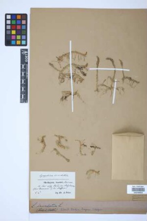 Lycopodiella inundata (L.) J. Holub
