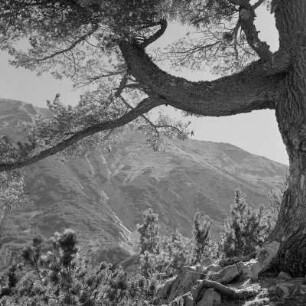 Landschaftsbild im Pirin-Gebirge