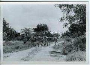 Zebras im Kruger National Park, Südafrika
