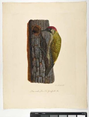 Picus viridis. Linn. Der Grünspecht. Mas. - Grünspecht. Picus viridis; mas. - Zeichner und Stecher: Ambrosius Gabler
