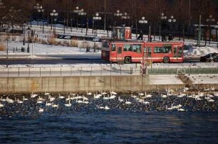 Stockholm - Schwäne auf dem Wasser : Zentrum an der Oper, roter Linienbus und Schwäne und Enten an der Strömbron-Brücke, aufgenommen 2006 in Stockholm