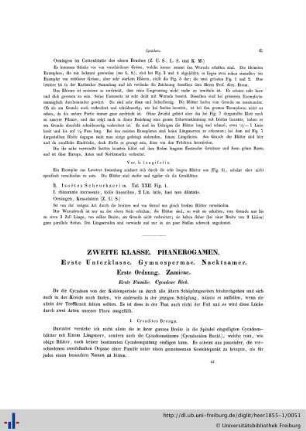 Zweite Klasse. Phanerogamen.