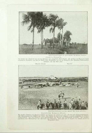 Llanos in Venezuela