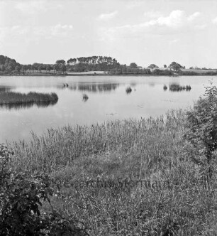 Stenzerteich: vorn Schilf und Sträucher: hinten Baumreihen