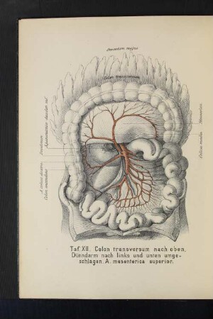 Taf. XII. Colon transversum nach oben, Dünndarm nach links und unten umgeschlagen. A. mesenterica superior.