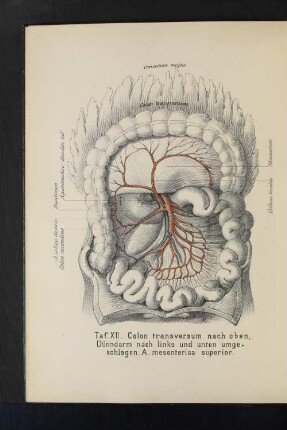 Taf. XII. Colon transversum nach oben, Dünndarm nach links und unten umgeschlagen. A. mesenterica superior.