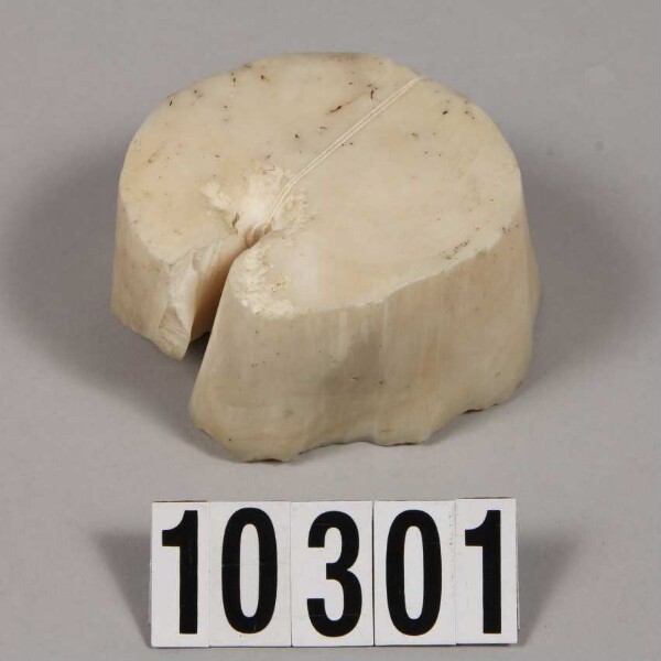 Kern eines Muschelringes