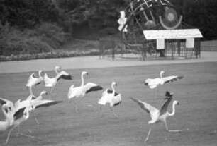 Flamingos im Karlsruher Zoo