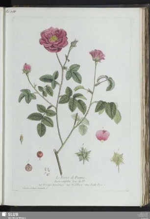 Le Rosier de Provins