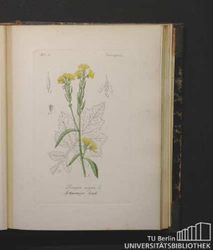 Cruciferae. Sinapis nigra L. Schwarzer Senf.