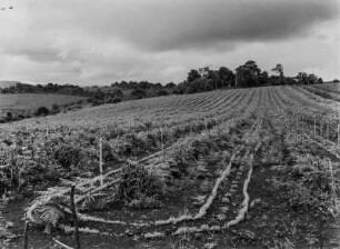 Landwirtschaftliche Anbaufläche : Vermutlich von den Europäern angelegte Anbauflächen in Tansania