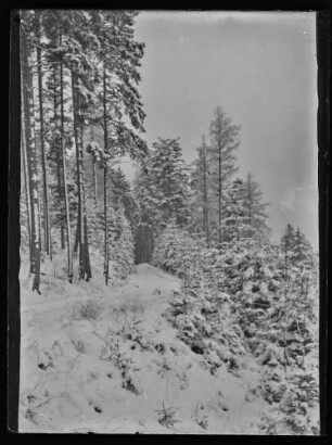 Verschneiter Waldweg