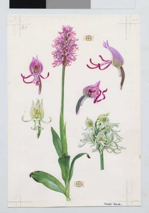 Affen-Knabenkraut / Orchis simia Lam.