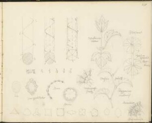Skizzenbuch 3: Ornamentstudien, Zahl der Drehungen : Zahl der Blätter, gegenständige Blätter, Quirlstand, Galium aparine Labkraut, Iris, Zwergholunder, Arum, Allium, Wiesenfuchsschwanz, wechselständig, Polygonum Knöterich, Heracleum Pfeifenbuche
