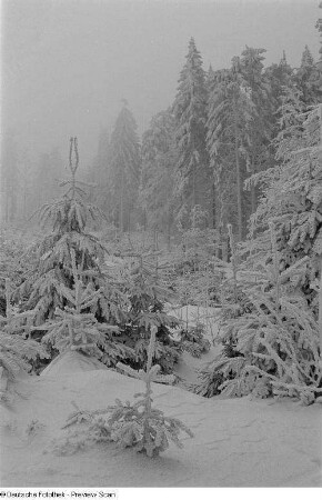 Eingeschneites Waldstück