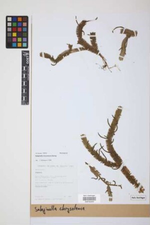 Selaginella chrysoleuca Spring