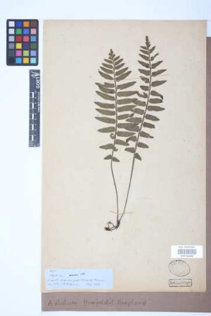 Asplenium alatum Humb. & Bonpl. ex Willd.