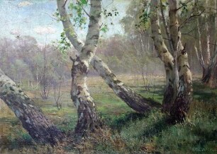 unbenannt [Birkenstämme vor Waldlichtung]