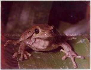 Frosch