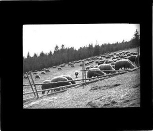 Schafherde im Engadin