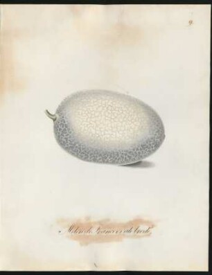 Melon de France ovale brodé