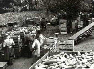 Gemüsehandel in Burg-Kauper : Land- und Viehwirtschaft - Gemüsehandel (Gärtnerei). Ort: Kuparske Bórkowy / Burg-Kauper. Gemüseannahmestelle